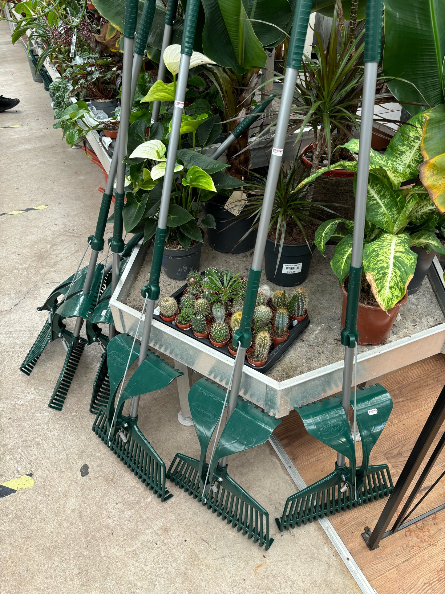 Inside the greenhouse, five Paving Shopper Grabrakes, ideal for garden cleanup, are propped against a table showcasing potted plants and cacti.